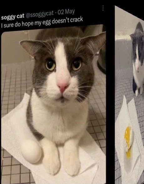 Cat Hopes Egg Won’t Crack