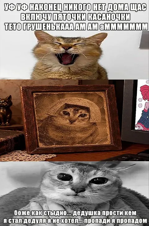 Кот включает пяточки Касалочки