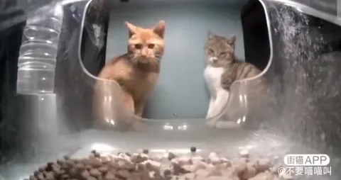 Коты дерутся в тоннеле