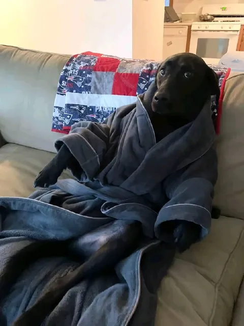Dog Wrapped in a Robe