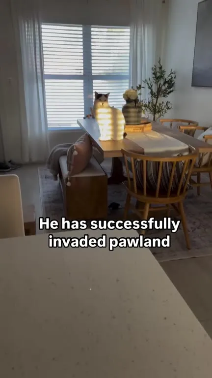 Cat Successfully Invades Pawland
