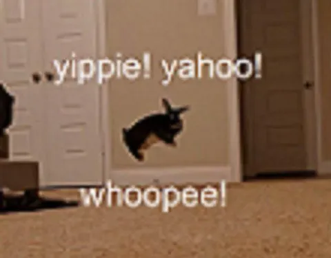 Yippee Yahoo Whoopee Cat