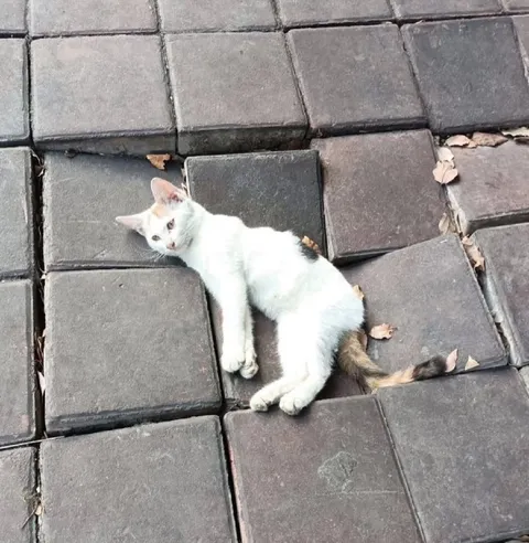 Кот лежит на тротуаре