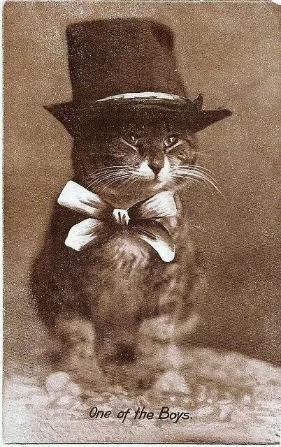 One of the Boys Cat