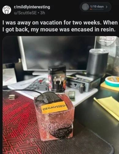 Mouse Encased in Resin