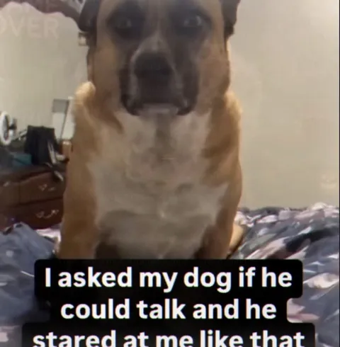 Dog Stares After Being Asked to Talk