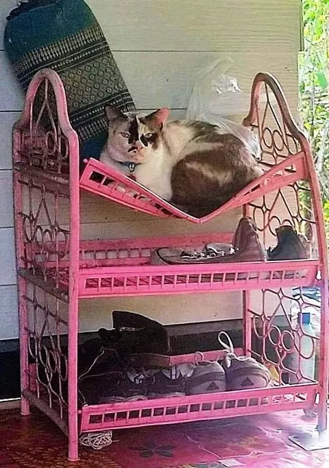 Кот на розовой кровати
