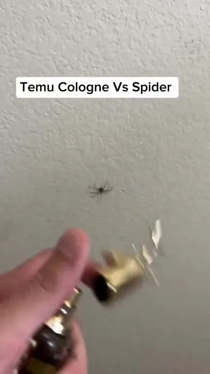 Temu Cologne Vs Spider
