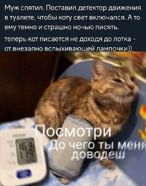 Кот пишет мимо лотка