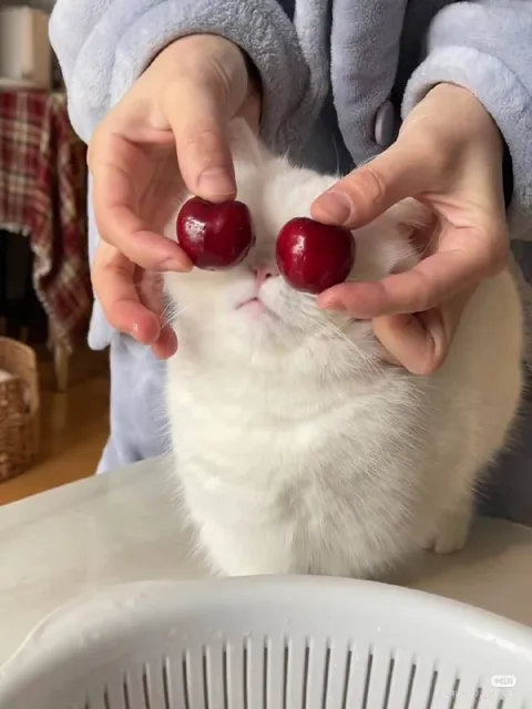 Кот с вишнёвыми глазами
