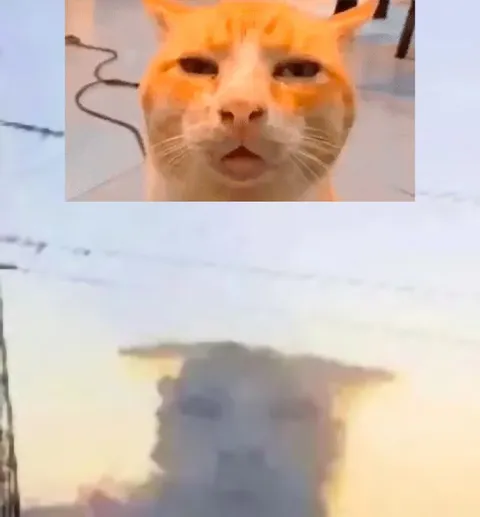 Кот смотрит в душу
