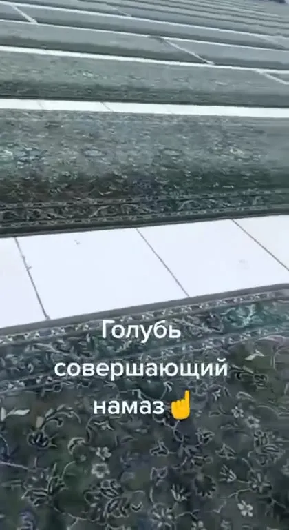 Голубь совершает намаз