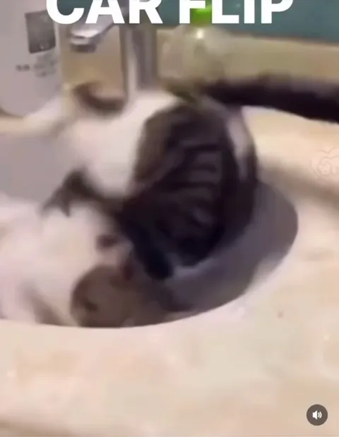 Кот кувыркается в раковине