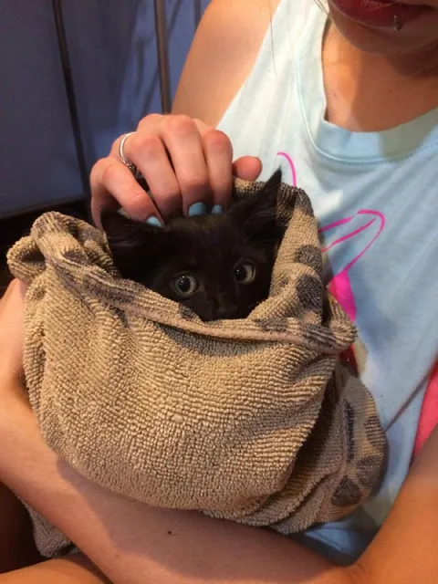 Котёнок, завернутый в полотенце