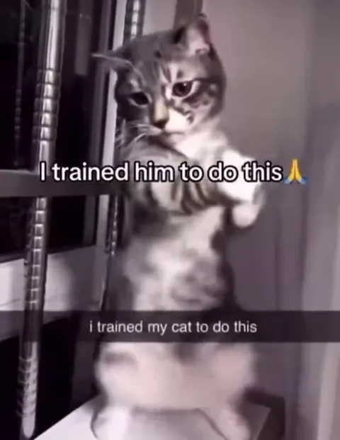 Cat Trained to Pray