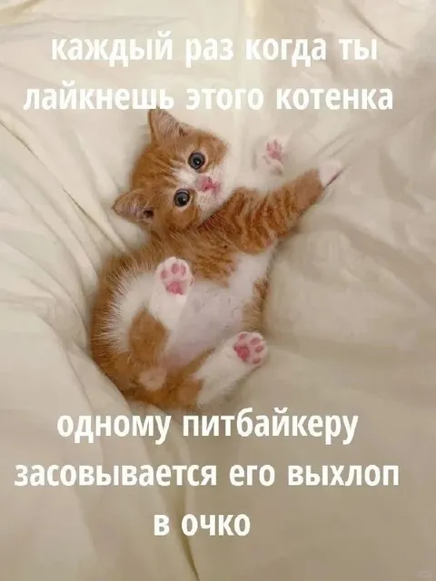 Котёнок и питбайкер