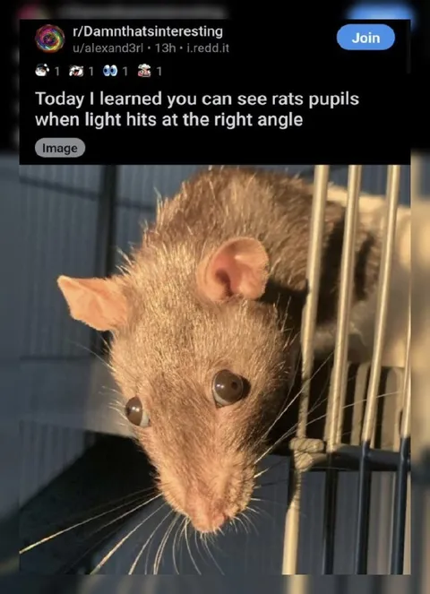 Rat Pupils in the Right Light