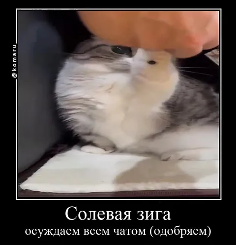 Солевая зига осуждает чат