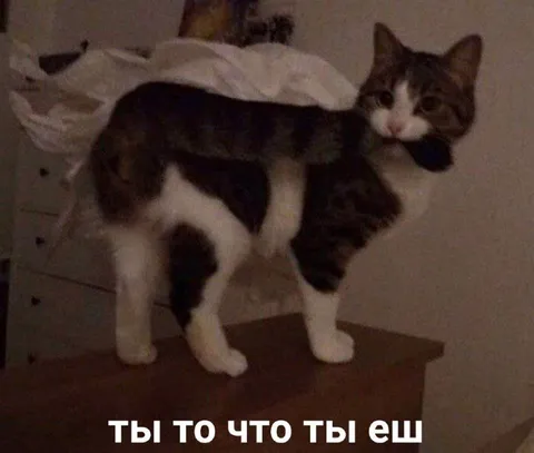Ты то, что ты ешь