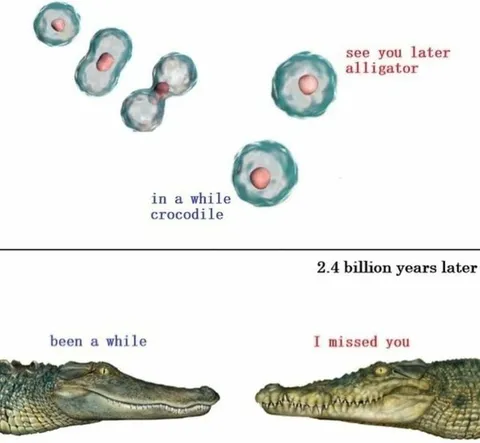 See You Later, Alligator