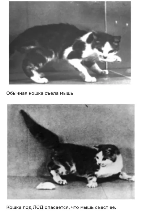 Кошка под ЛСД боится мыши