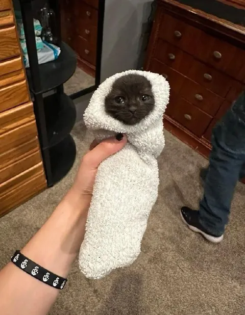 Котёнок, завёрнутый в полотенце
