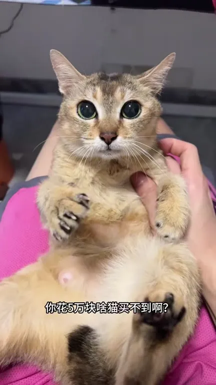 三十五万也买不到的猫