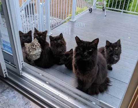 Кошки пришли знакомиться