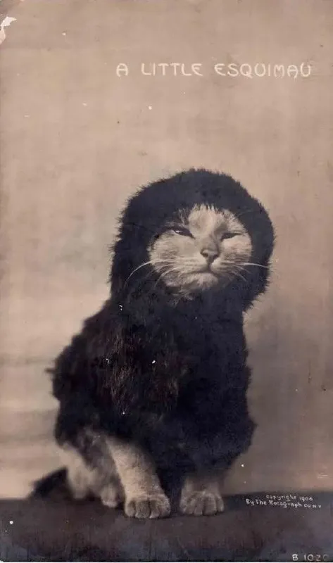 A Little Esquimau Cat