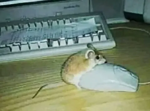 Мышь на компьютерной мыши
