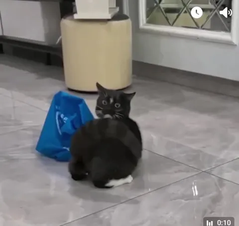 Кот и пакет на столе