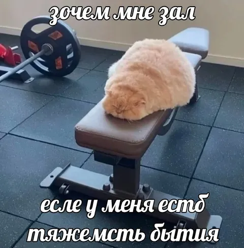 Кот вместо тяжёлой атлетики