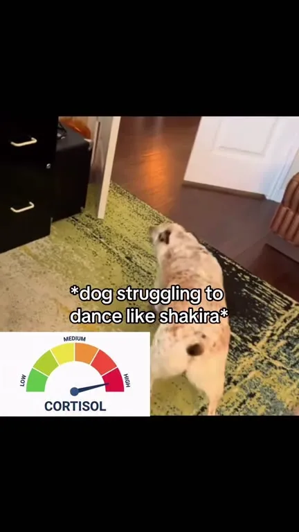 Dog Tries to Dance Like Shakira