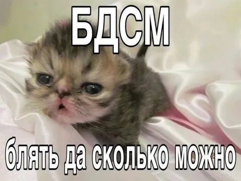БДСМ-котёнок больше не может