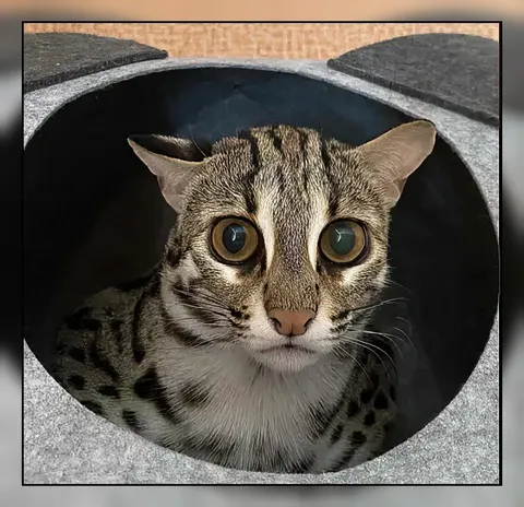 Кот выглядывает из люка