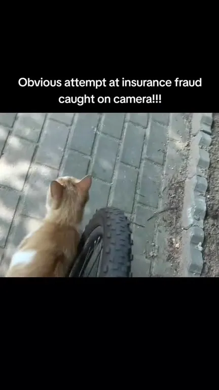 Cat Fakes a Bicycle Accident
