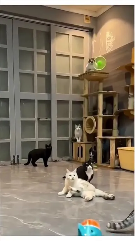 Directed by Michael Bay Cat Attack