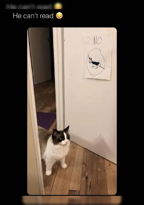 Cat Can't Read the Sign