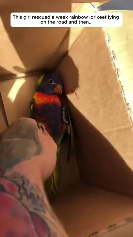 Rainbow Lorikeet Brings All His Friends