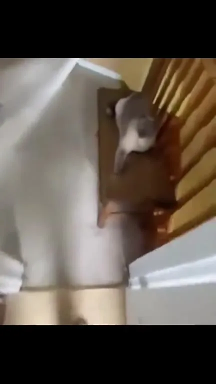 Кот за дверцей шкафа