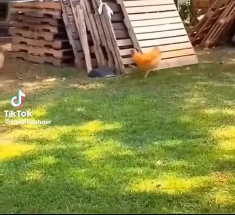Курица в замешательстве