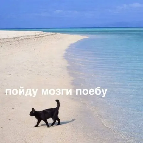 Кот пошёл поебать мозги