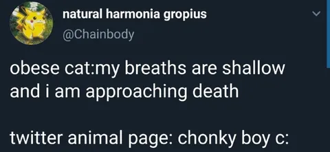 Obese Cat Approaching Death
