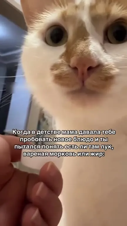 Кот пытается распознать еду