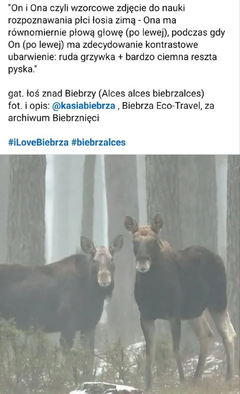 Łosie o kontrastowym umaszczeniu