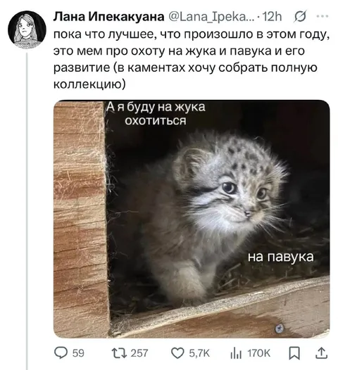 Охота котёнка на паука