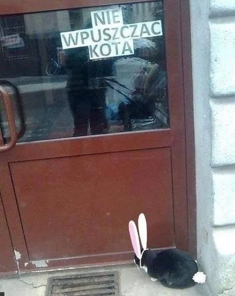 Nie wpuszczać kota