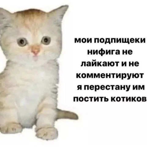 Подписчики не лайкают котиков