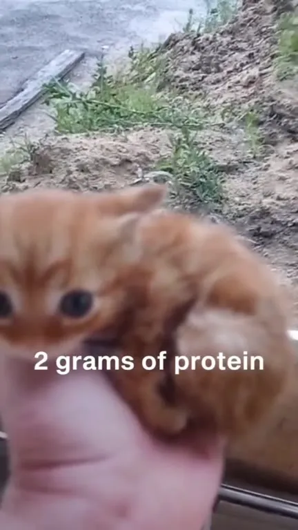 Two Grams of Protein Kitten
