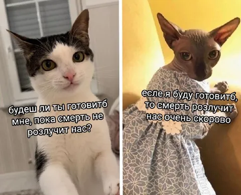 Кошачьи брачные клятвы